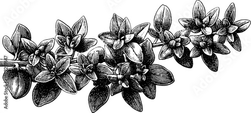 Vintage botanical engraving of thyme plant - culinary herb from 19th century