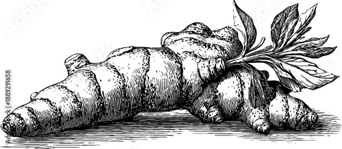 Vintage botanical engraving of turmeric root culinary spice from the 19th century for herbal design