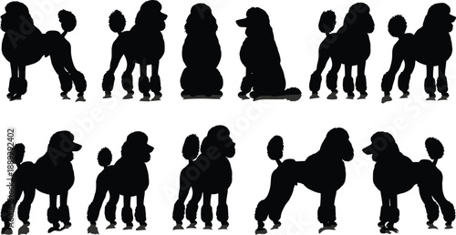 Black and white poodle dog silhouette illustration set featuring different poses, grooming styles, and elegant canine profile artwork