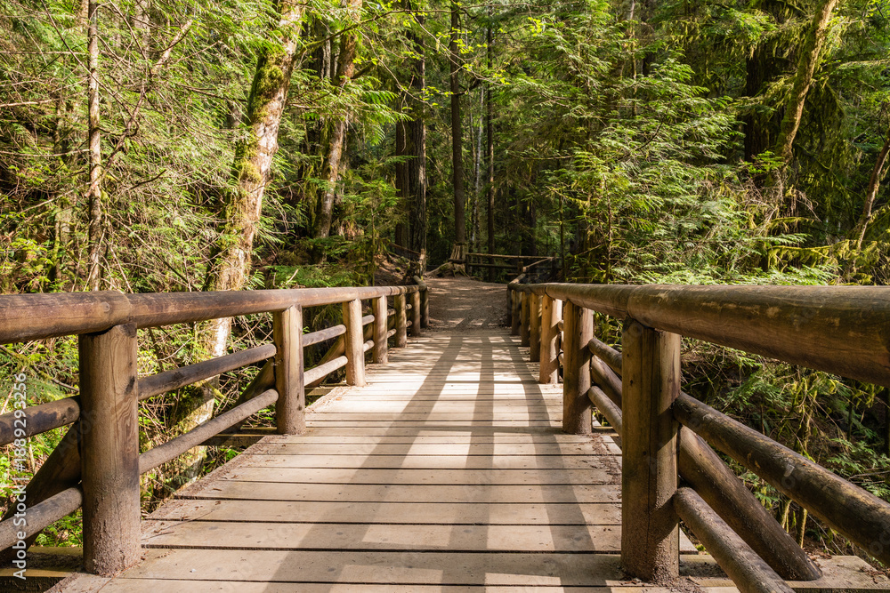 Obraz premium A hiking trail winds through a forest of giant trees in a forest park Capilano River Regional Park North Vancouver Canada