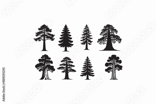 Giant Sequoia tree vector silhouettes black image with white color background.