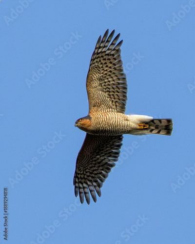 Photography Male Sparrowhawk (Accipiter nisus) common in woodland and farmland across Europe
