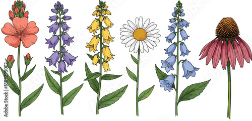 Set of vibrant hand drawn wildflower illustrations featuring daisy, bellflower, coneflower, and colorful blossoms for garden themed patterns, spring floral decor, and nature graphics.