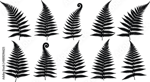 Fern leaf silhouette set, botanical plant fronds, black fern leaves collection, tropical foliage vector illustration for design