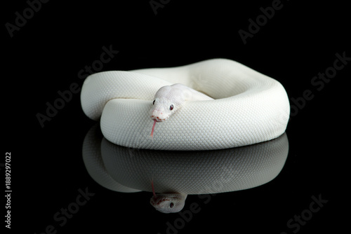 snake ball royal python isolated on black background	

