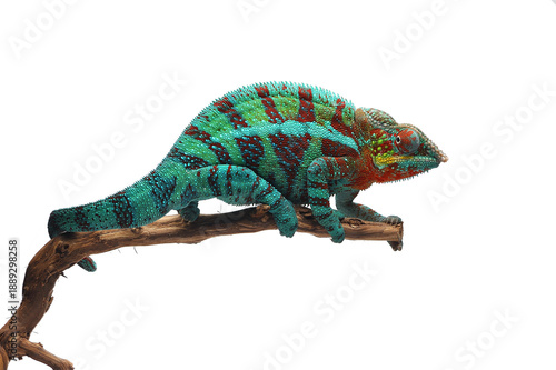 lizard Panther chameleon isolated on white background