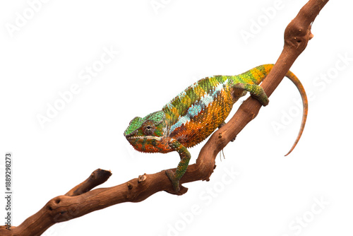 lizard Panther chameleon isolated on white background