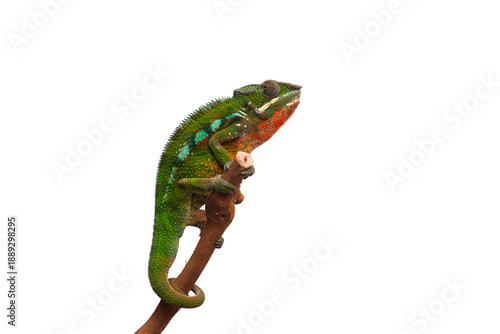 lizard Panther chameleon isolated on white background