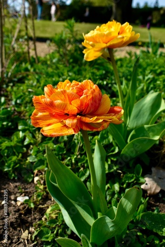 Close-up of red and yellow garden tulips in spring, Northamptonshire, England, UK