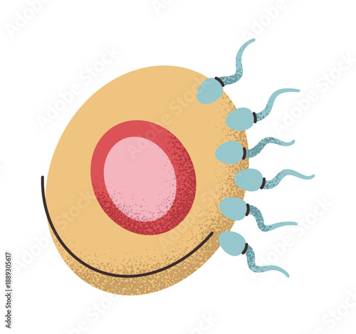 Pregnancy start conception process sticker