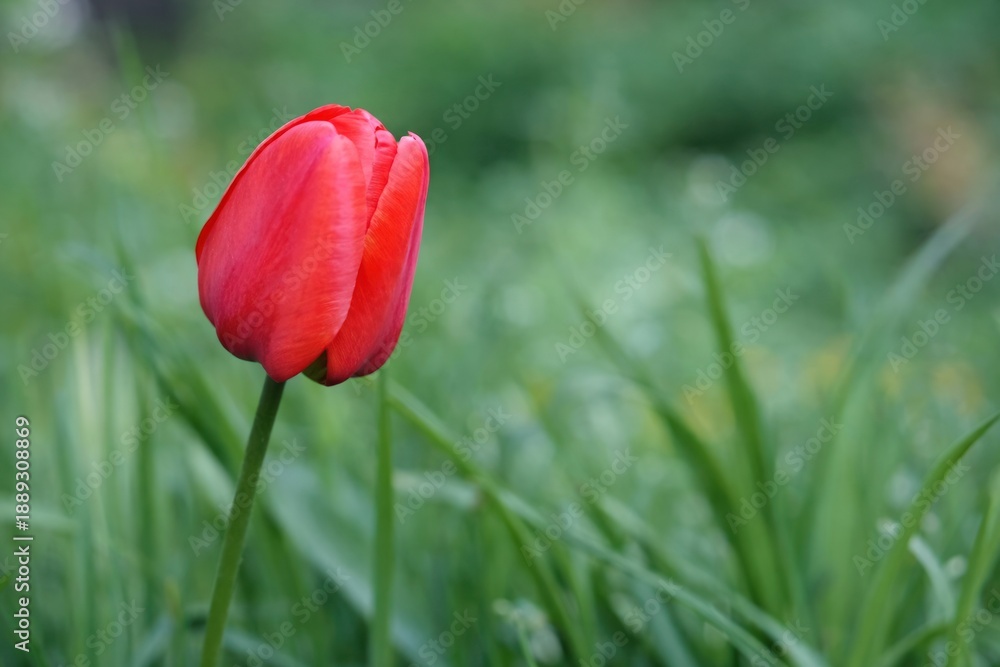 Fototapeta premium A single red tulip bud isolated close-up on a green leaves and garden background