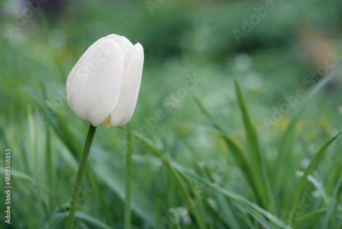 A single white tulip bud isolated close-up on a green leaves and garden background 
