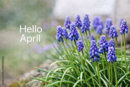 Grape hyacinth or Muscari neglectum blue flowers on the right and lettering Hello April on the left