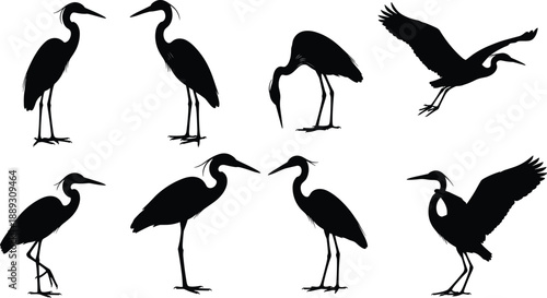 Heron bird silhouette set, wading water birds poses, elegant wildlife flying and standing, black heron vector illustration collection