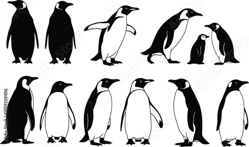 Penguin silhouette illustration set, arctic bird poses, standing and walking penguins, black white wildlife vector collection