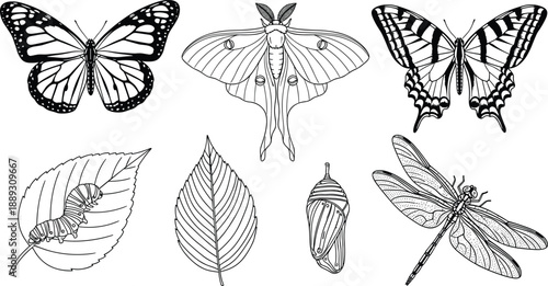 Insect life cycle illustration set, butterfly and moth species, caterpillar leaf, chrysalis cocoon, dragonfly vector line art
