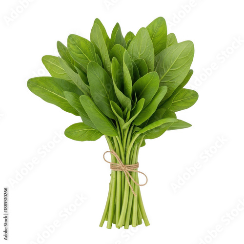 Fresh spinach bundle isolated on transparent background
