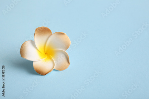 Beautiful brown plumeria fl...