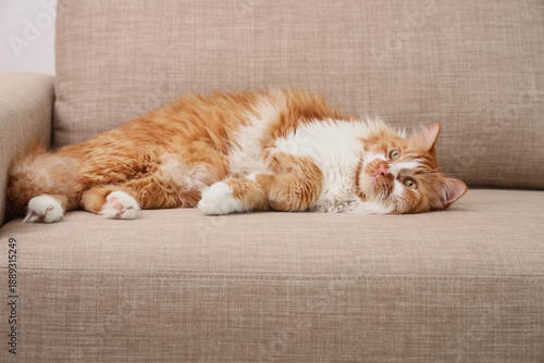 Funny fluffy cat lying on g...