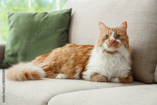 Cute cat lying on grey sofa...