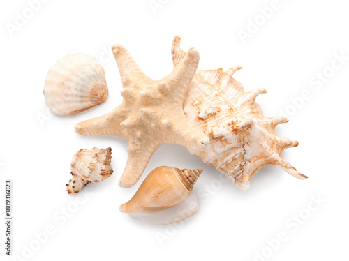 Different sea shells and st...