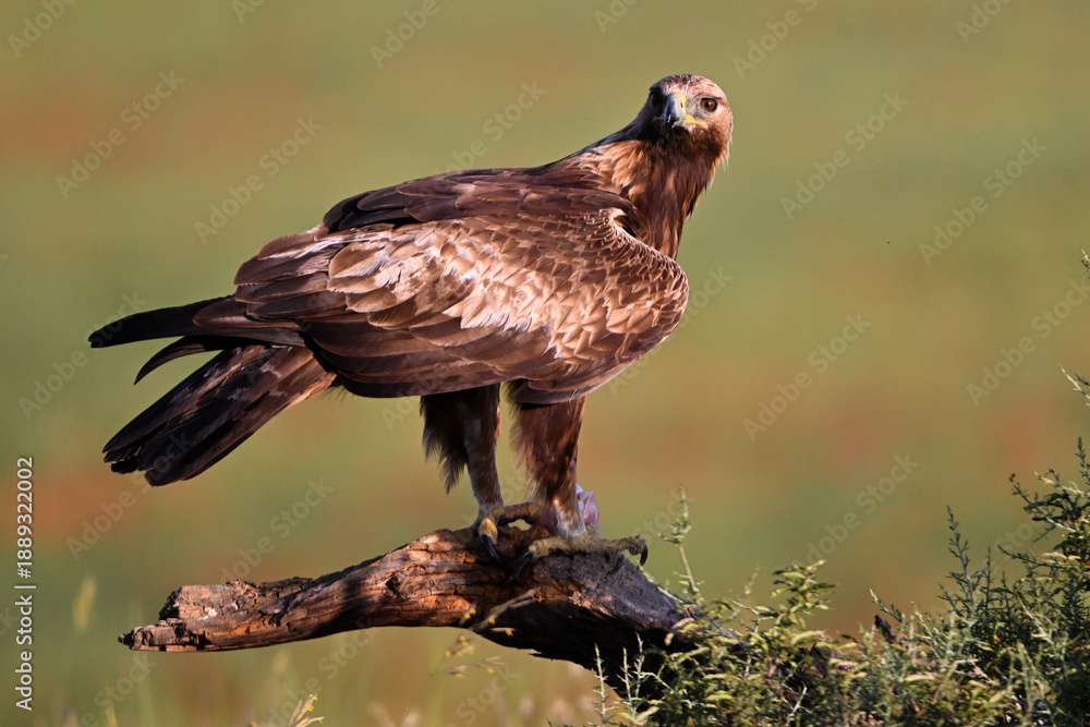 Fototapeta premium a beautiful golden eagle (aquila chryaetos) on spain