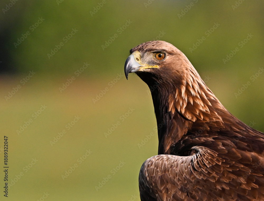Naklejka premium a powerful golden eagle (aquila chrysaetos) in spain