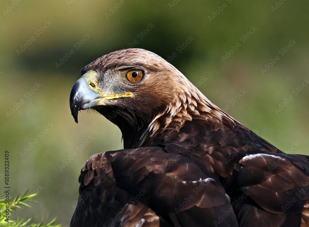 Fototapeta premium a majetic golden eagle flying in the mountain