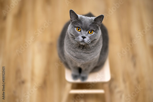 Szara kotka na taborecie