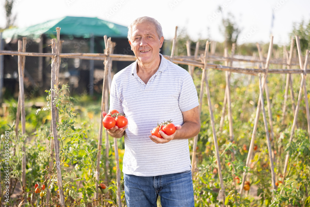 Fototapeta premium Concept of active hobby, cultivation and gardening in rural area. Senior man is working in garden between beds, picking ripe red tomatoes from branches, and holding lot of red fruits in hands.