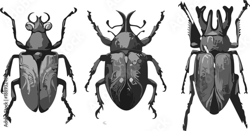 Artistic Insect and Beetle Illustration Collection Featuring Ornamental Details and Classic Engraving Style