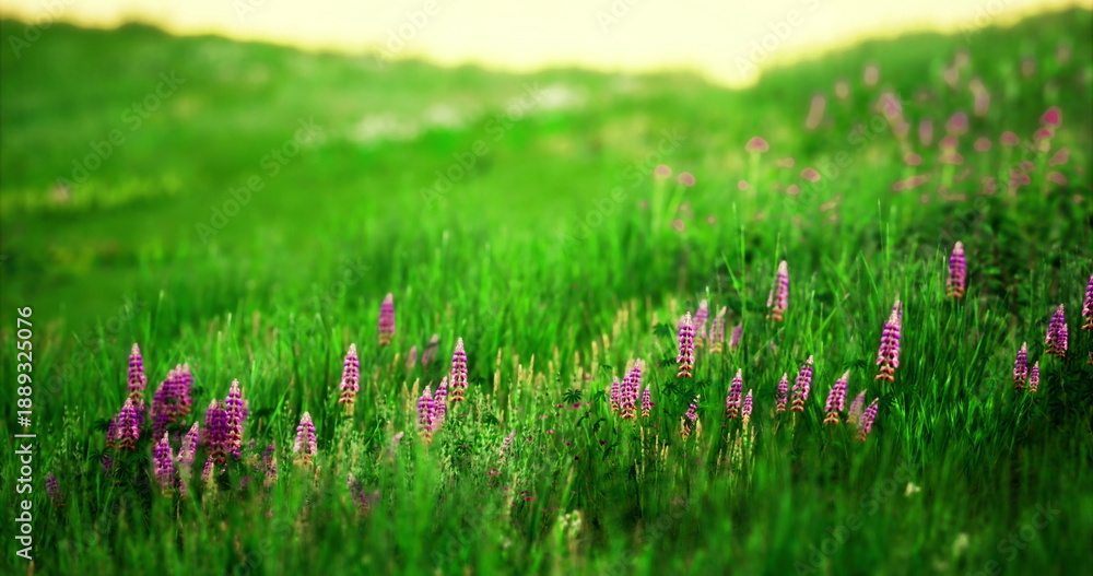 Obraz premium Colorful wildflowers rise among lush green grass in a bright meadow. The scene captures the beauty of nature on a sunny day, perfect for enjoying outdoor activities and tranquility.