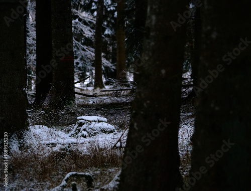 Dark forest scene with trees and snow-covered ground during winter evening