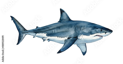 Striking watercolor illustration of a powerful great white shark with sharp teeth and open mouth