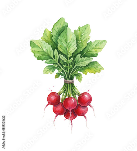 Fresh red radishes with green leaves tied together in a vibrant watercolor illustration on white background