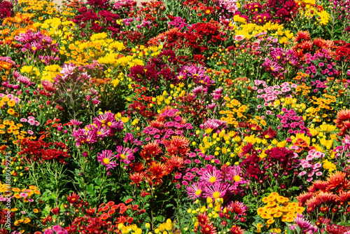 Wallpaper Mural Beautiful floral garden landscape Torontodigital.ca