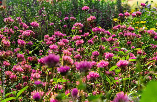 Wallpaper Mural Purple Gomphrena flower blooming in garden Torontodigital.ca