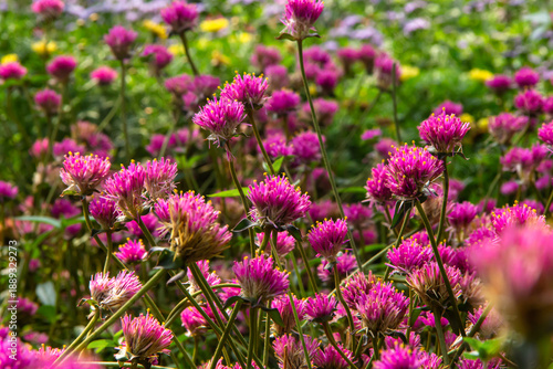 Wallpaper Mural Purple Gomphrena flower blooming in garden Torontodigital.ca