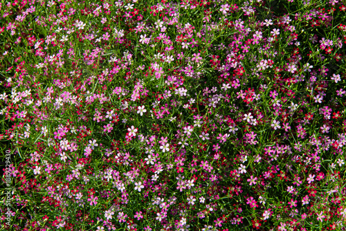 Wallpaper Mural Colorful muti floral blooming in garden Torontodigital.ca