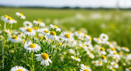 Bright sunlight illuminates small white wild flowers blooming naturally in a lush green meadow field during summer, flowers, white, small