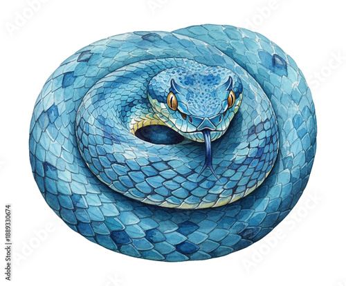 Vibrant Blue Snake Coiled Up with Flicking Tongue and Piercing Orange Eyes on White Background