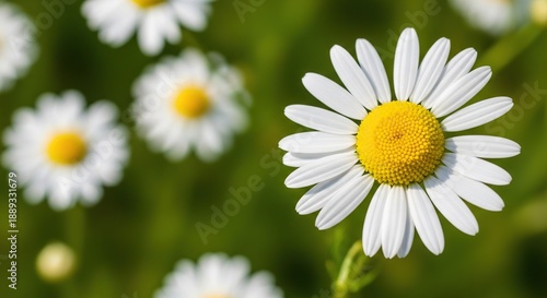 Soft white chamomile flowers blooming in a sunny summer field, close-up of delicate petals, natural herbal remedy, chamomile, flower, flowers