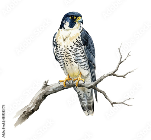 Majestic peregrine falcon bird perched calmly on a bare tree branch looking alert watercolor illustration