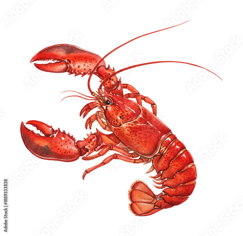 Vibrant red lobster watercolor illustration with detailed claws antennae and segmented body on white