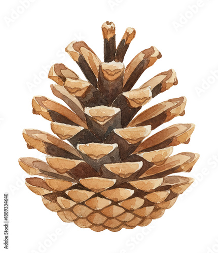 Detailed Watercolor Painting of a Single Brown Pinecone from a Conifer Tree Natural Forest Object