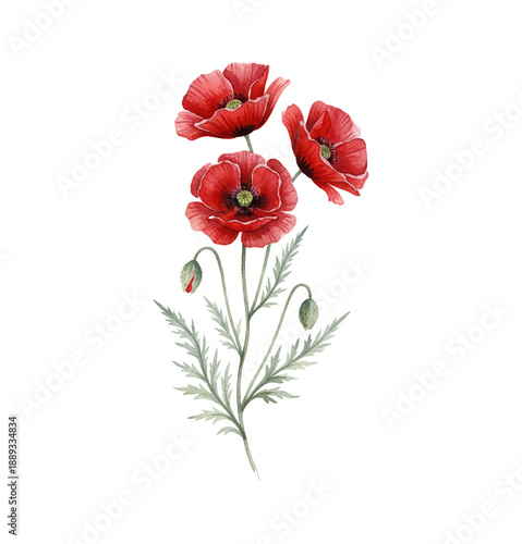 Red poppy flowers with green leaves and buds blooming gracefully in watercolor illustration style