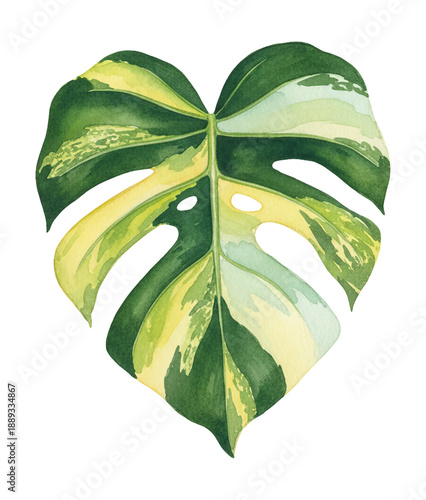 Beautiful Variegated Monstera Leaf Watercolor Painting Showing Green and Yellow Plant Details