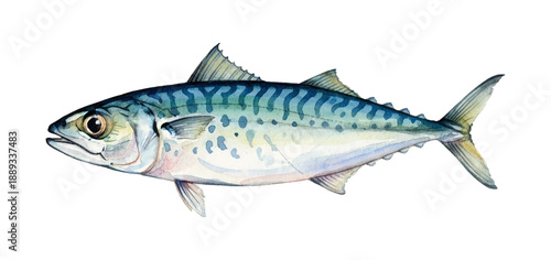 Detailed Watercolor Painting of a Mackerel Fish with Blue Green Stripes and Spots on a White Background