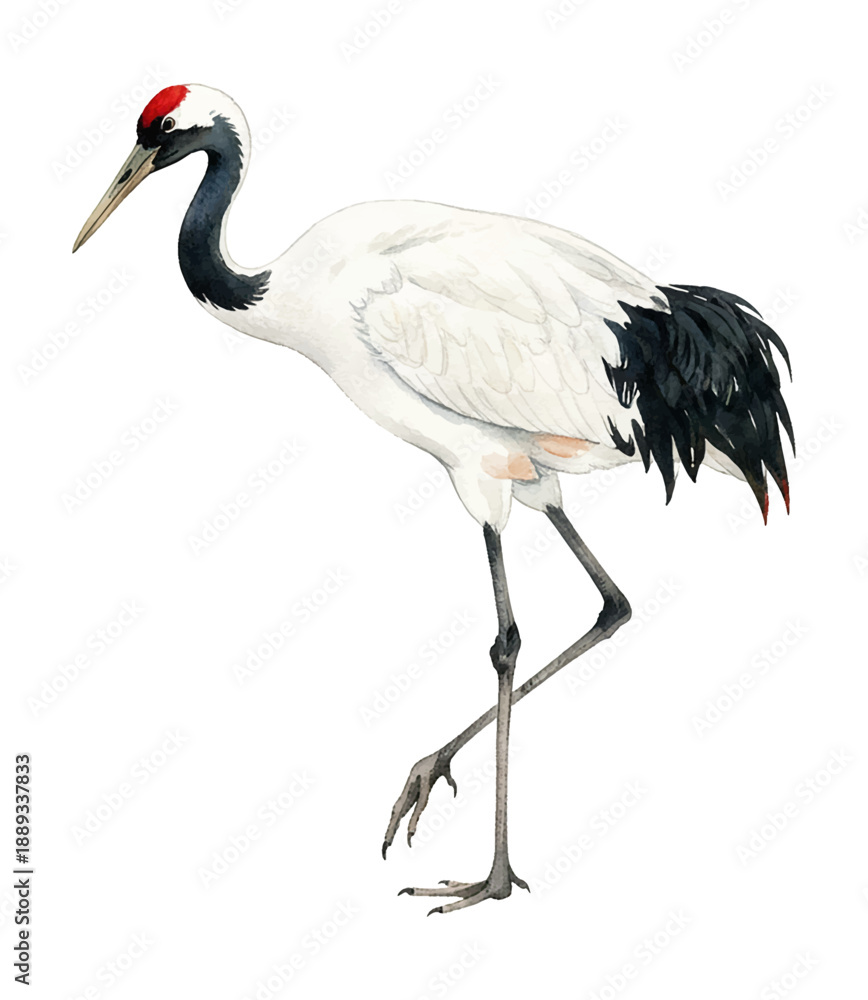 Fototapeta premium Graceful Red-crowned Crane bird watercolor illustration standing pose with a red patch on its head