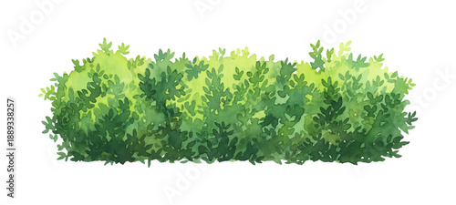 Vibrant Green Bush Watercolor Illustration Fresh Lush Foliage Natural Garden Element on White Background